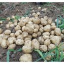 고탄산들미 이미지