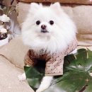 몽스어필