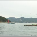 춤추는갈매기 이미지