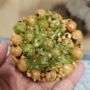 오란다 | 신흥역 디저트 선물 찾는다면, 성남 떡집 오색설기 디저트공방 수제 오란다 후기