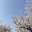 신석체육공원 입구 | [인천 벚꽃 명소 추천2]신석체육공원 벚꽃 26.04.05 오후 벚꽃 근황 후기