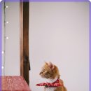 큰사랑동물병원 이미지