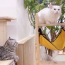 마리앤쥬(ZOO) 이미지