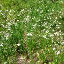 초수골약수터(상탕) | 24. 영해 초수골약수터를 찾았다.