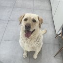 멍멍하개 이미지