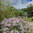 꽃향기펜션 | 평창 펜션무이🌿 햇살과 꽃향기, 그리고 여유로움이 함께한 하루