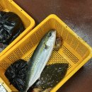 해인수산 | [동구릉역] 인어교주해적단에 없는 구리농수산물시장 ‘해인수산’ 솔직한 후기
