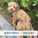 똥꼬집 | 강아지 똥꼬스키, 항문낭염의 신호였어요! 우리집 제리 치료 후기