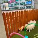 아소비 퍼피스 이미지