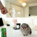 블루퍼피 이미지