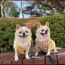 두두펫케어 이미지