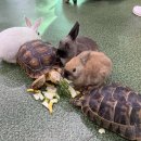 해피주 동물카페 원주점 | 원주 아이랑 가볼만한 곳 해피주 동물카페 솔직 후기