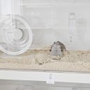 스프링 햄스터 이미지