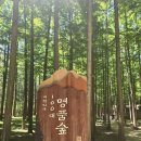 영덕 벌영리 메타세콰이어숲 산책 후기, 초여름 힐링 코스 추천
