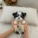 논현 켄넬 이미지