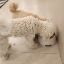 일산애견호텔 애견유치원 맘바이 일산점 이미지