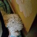 역삼동물약국 이미지