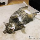 뒹굴댕굴 이미지