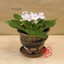 바이올렛 이미지