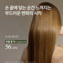 ㈜티코리아솔루션 | 🔥 “탈모샴푸 바꿨더니 머릿결이 달라졌다?! 보타랩 데저티콜라 플러스 실사용 후기”