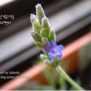 허브와사랑에빠지다 - 청도군 청화로 130 | 허브와사랑에빠지다