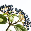 아름다운 꽃 그림 보타니컬아트 이미지