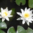 큰함지박 이미지