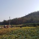 진도울금 이미지