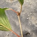 뿌리Farm