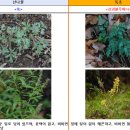 산나물이네