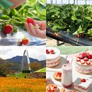다솜농장 | 남양주 아이와 가볼만한곳 놀거리 볼거리 딸기 농장 체험 berry 365