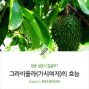 그라비올라