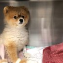 푸우동물병원 이미지