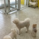 몽몽하개 이미지