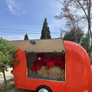 오늘여기 | [김제] 대형카페 유채꽃 명소 개화현황 <오늘여기> 내돈내산 후기