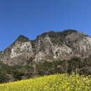 2월 제주도 산방산 유채꽃 명소 사진 스팟 후기, 입장료 삼각대 대여