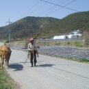 쟁기 지게 지고 소 몰아 저 벌판으로 - 회원 2,900명 돌파 특집 ! 이미지