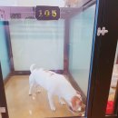 쿨쿨펫 네이버블로그
