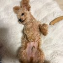 우리 강아지가 말을 해요 이미지