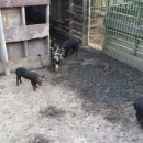 토종돼지농장 이미지