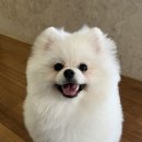 개이쁘다 이미지