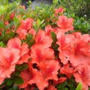 온양초등학교 이미지