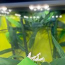 여주곤충박물관 | 국내 유일 살아있는 해외곤충을 만나는 여주곤충박물관 후기