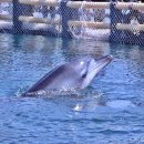 돌고래 이미지