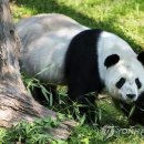 판다 이미지