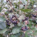 원금농장 이미지