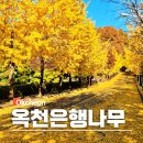 은행나무연수원 | 충북 옥천 가볼만한곳 은행나무 가로수길 고앤컴연수원 단풍 주차장