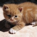 라인행정사 이미지