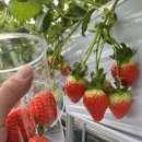 이전덕 농장 이미지