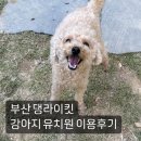 댕라이킷 이미지